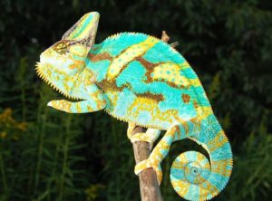 baby veiled bloodline chameleon premium jethro newton chameleons