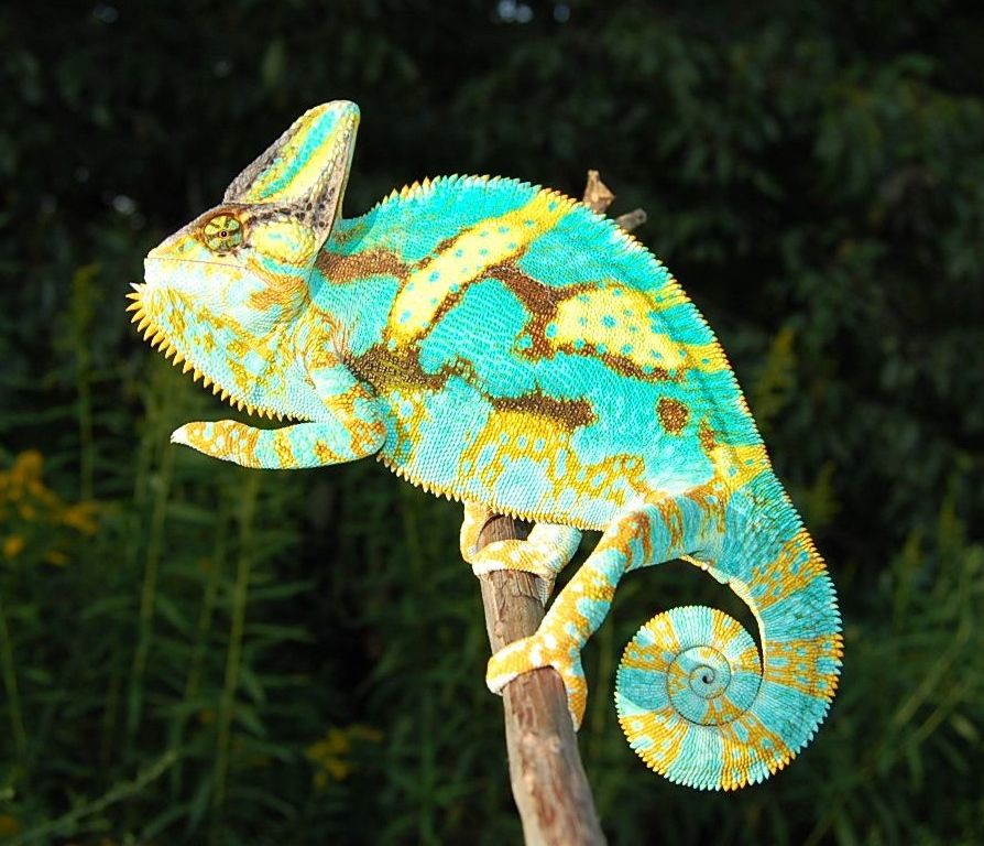 FL Chams | Veiled chameleon, Chameleons for sale, Baby veiled chameleon