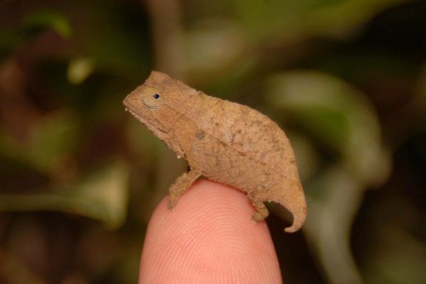 Captive Bearded Pygmy Chameleons for Sale: FL Chams specializing in the