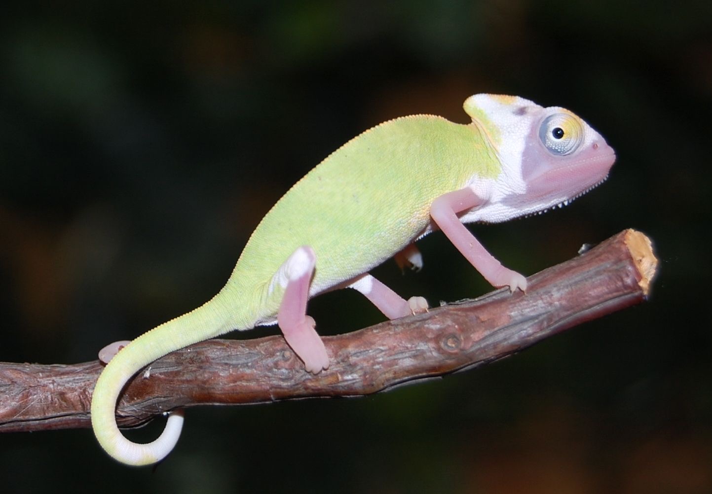 Premium High Color Translucent Veiled Chameleons For Sale Online from