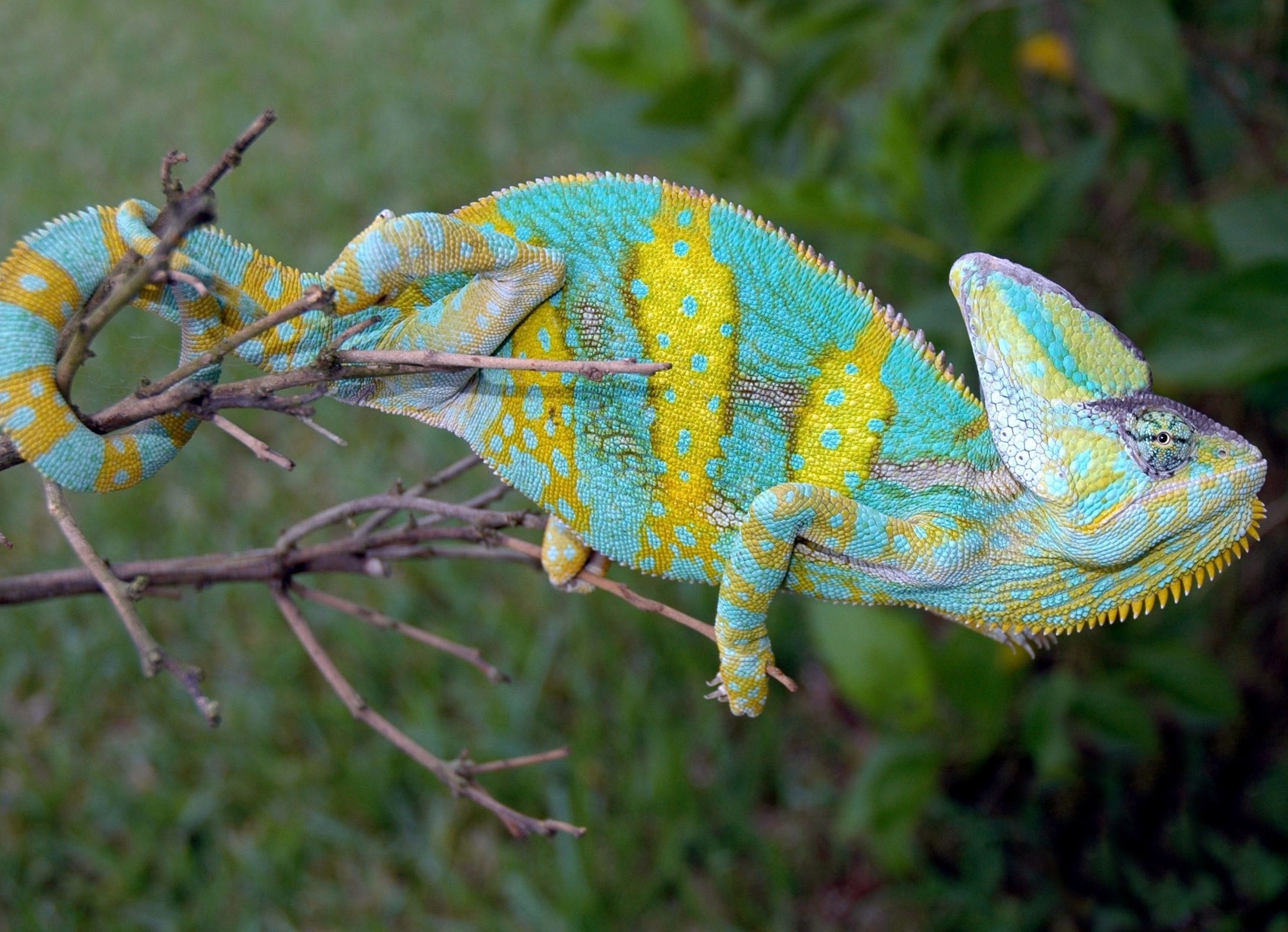 translucent veiled chameleon changing colors