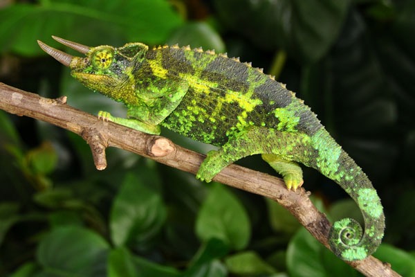 Young Adult Jackson's Chameleon (Chamaeleo (Trioceros) jacksonii  xantholophus)