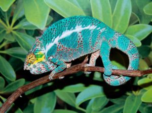 nosy faly panther chameleon for sale, buy nosy faly panther chameleons