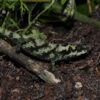 female montane pygmy chameleon for sale, pygmy chameleons for sale, buy pygmy chameleon, pygmy chameleon breeder, pygmy chameleon photo, pygmy chameleon image, pygmy chameleon pics, pygmy chameleon habitat, pygmy chameleon care, baby pygmy chameleons for sale
