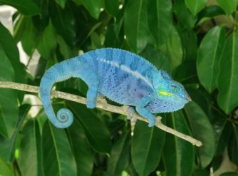 Nosy Be panther chameleon for sale, panther chameleon for sale, buy panther chameleon, panther chameleon breeder, panther chameleon photo, panther chameleon image, panther chameleon pics, Panther chameleon habitat, panther chameleon care, baby panther chameleons for sale