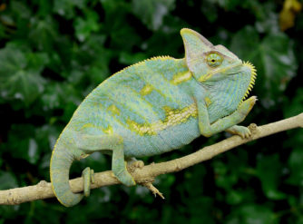 blue veiled chameleon image, veiled chameleons for sale, buy veiled chameleons