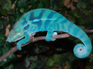 ambanja panther chameleon breeder, ambanja panther chameleons for sale, buy ambanja panther chameleons