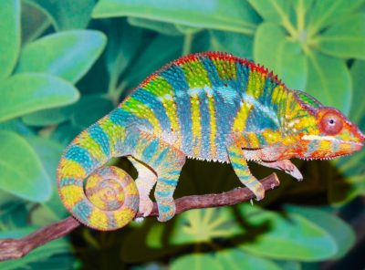 ambilobe panther chameleon for sale, panther chameleon for sale, buy panther chameleon, panther chameleon breeder, panther chameleon photo, panther chameleon image, panther chameleon pics, Panther chameleon habitat, panther chameleon care, baby panther chameleons for sale