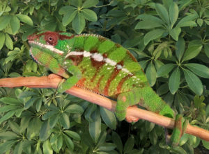 Iharana Panther Chameleon, chameleon for sale, panther chameleons for sale