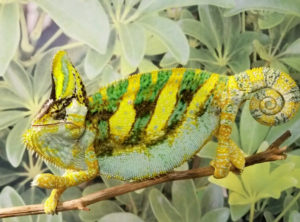 veiled chameleon for sale