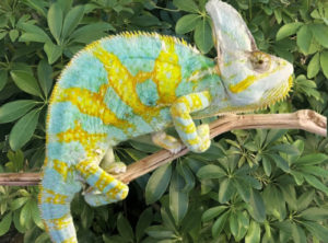 veiled chameleons for sale